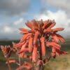Image result for Aloe carnea