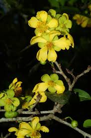 Image result for Ochna serrulata