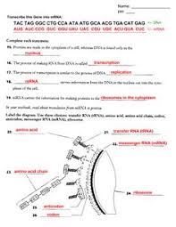 Displaying all worksheets related to transcription. Transcription And Translation