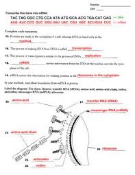 Some of the worksheets for this concept are dna coloring, protein synthesis coloring answer, chapter 12 protein synthesis work, practicing dna transcription and translation, transcription and translation. Transcription And Translation