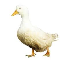 Browse 508 american pekin duck stock photos and images available, or start a new search to explore more stock photos and images. White Pekin Ducks Townline Hatchery