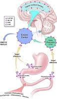 5 Ht3 Receptors As Important Mediators Of Nausea And Vomiting Due To Chemotherapy Sciencedirect