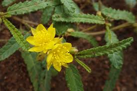 Image result for Corchorus pseudocapsularis