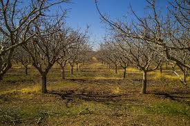 Find & download free graphic resources for pistachio. Winter Prep For Pistachios West Coast Nut