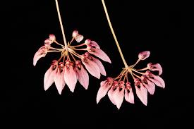 Image result for Bulbophyllum longiflorum