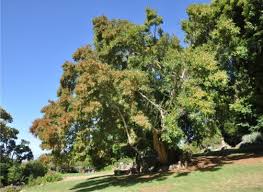 Image result for Combretum engleri