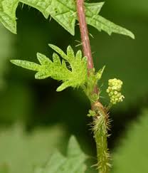 Image result for Girardinia diversifolia