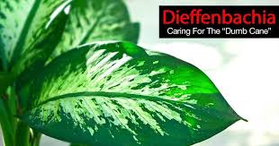 Dieffenbachia Care How To Grow The Dumb Cane Plant