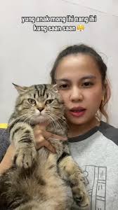 INIHIAN MO NA LAHAT SAMMY! 😤 Kaya Perry the perwisyo pangalan mo eh 🤣  #jollipetsph #jollypawrent #maxandsam🐱 #catsofjollipetsph #cats #meow  #chonkycat #petsoftiktok #tabbycat