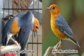 Maybe you would like to learn more about one of these? 33 Cara Membedakan Anis Merah Jantan Dan Betina Akurat 100 Hewan Id