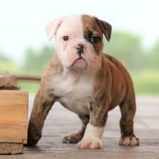 Search our free victorian bulldog breeders directory, the largest breeder directory in the united find victorian bulldog puppies for sale or stud service near you using your zip code or postal code. Holly Victorian Bulldog Puppy 646689 Puppyspot