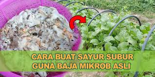 Maybe you would like to learn more about one of these? Cara Membuat Baja Imo 1 Dan Imo 2 Kebun Bandar