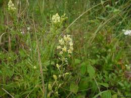 Jeden tag werden tausende neue, hochwertige bilder hinzugefügt. Reseda Spec Resede Wau Arten Herbarium Von Ingrids Webseite