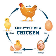 After all, they will be more likely to fall victim to predators and the elements than if they were being raised in captivity. How Long Do Chickens Live Chicken Breeds And Life Expectancy Chickens And More