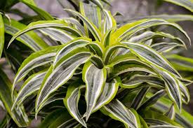 Image result for Dracaena laxissima