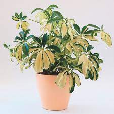 Schefflera Arboricola Trinette Schefflera Arboricola My Garden Life Schefflera Plants Variegated Plants
