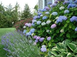 Buy silk hydrangea flowers, artificial hydrangea bushes, hydrangea kissing balls, hydrangea bouquets, hydrangea garlands, and hydrangea backdrops. Feeding Hydrangeas With Citric Acid Is It Possible To Feed Proportions How To Dilute