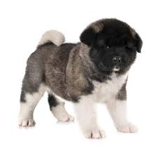 We did not find results for: How Much Is An Akita Dog Puppy Adult With Calculator Petbudget