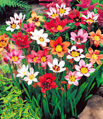 Sparaxis Tricolor Blumenzwiebeln Sommerbluher Bei Baldur Garten