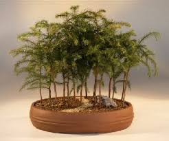 Norfolk pine tree is also called star pine tree. Norfolk Island Pine Bonsai Tree Araucaria Heterophila