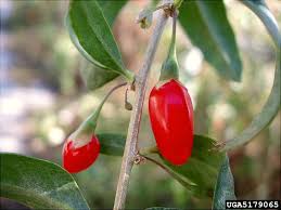 Image result for Lycium