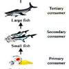 Well, for starters, a food chain is a series of interconnected feeding relationships among different species in an ecosystem. 1