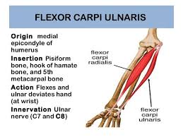 Fcu Wrist Flexor Innervated By Ulnar Nerve Spieren Medisch Studie