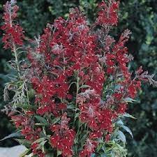 Cardinal Flower Lobelia Seeds Garden Seeds Perennial Seeds Perennials Flowers Perennials Cardinal Flower