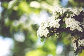 Order sympathy flowers from flowers fast. 10 Alternatives To Sympathy Flowers News S Stibbards Sons