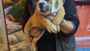 Satilik Yavru Kopek Ilanlari Fiyatlari Ucretsiz Sahiplendirme Ingiliz Bulldog Egitimi Ve Ozellikleri Pet Okulu Satilik Fransiz Bull In 2020 Bulldog Animal Lover Cute