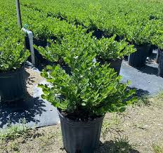 Image result for Carissa