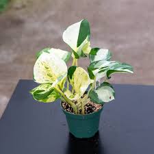 Image result for Epipremnum aureum