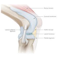The four main ligaments in the knee connect the femur (thighbone) to the tibia (shin bone), and include the following: Thigh Knee And Popliteal Fossa Amboss