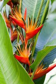 Pin On A Beautiful Creation Plants