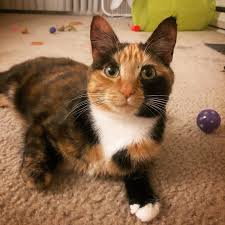 Click on each cat's picture to view their full profile and find out if they're a match for your family! Pin On Cats