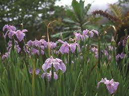 We grow over 3 acres of bearded iris, iris sibirica and iris spuria as well as over 30 other species in pots. Iris Plants In A Waterlogged Garden Hgtv