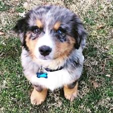 Great pups for family pets, agility & working livestock. Bernese Mountain Dog Australian Shepherd Mix Petfinder