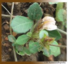 Image result for Blepharis maderaspatensis