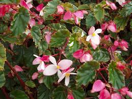 Check spelling or type a new query. Begonia Begonia A To Z Flowers