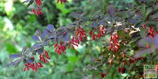 Les arbustes à baies, développent une baie qui n'est autre qu'un 'petit fruit charnu entourant une ou plusieurs graines'. Quels Arbustes Pour Attirer Les Oiseaux Jardipartage
