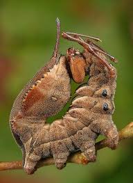 Lobster Moth Caterpillar Stauropus Fagi Insects Moth Bugs And Insects