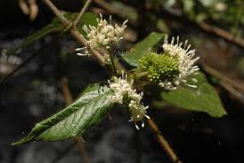 Image result for Rutidea