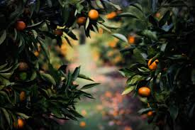 It is an uplifting, cheering and soothing oil that also has a tonic effect on the digestion. Family Favorites How To Grow Mandarin Oranges