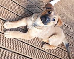 Thanks to @bleu_perigord @so_dordogne @phielesgarennes #dordogne #exceptionnel. Bouba Adopte Chiot A Adopter Dans La Region Dom Tom