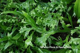 Image result for Microsorum punctatum