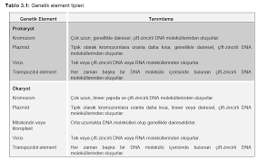 Https Avys Omu Edu Tr Storage App Public Kamilis 61278 4 20hafta Genetik 20materyalin 20bi C3 A7imi 20ve 20organizasyonu 20kromozomlar Pdf