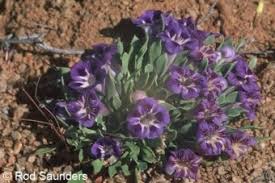 Image result for Aptosimum procumbens
