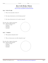 Meiosis vs mitosis worksheet key. 16 Best Images Of Meiosis Diagram Worksheet Meiosis Stages Worksheet Meiosis Coloring Worksheet Template Tips And Reviews