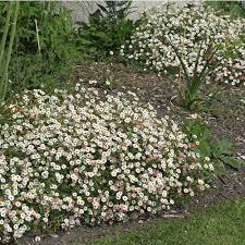 Image result for Erigeron karvinskianus