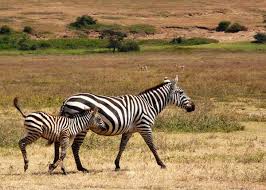Examples of animals that can run at up to 60 km/h (37 mph), and therefore end up just outside the list, are zebra, leopard, spotted hyena, red kangaroo and african wild dog. 60 Zebra Facts For Animal Lovers And Africa Travelers All 3 Species Storyteller Travel
